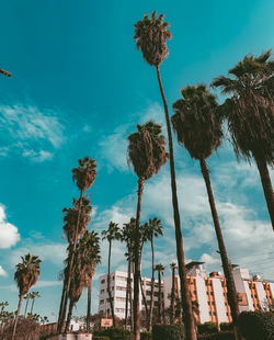 Low angle view of coconut palm trees against blue sky