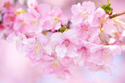 Close-up of pink cherry blossoms