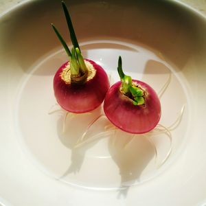 High angle view of onion bulbs with water in bowl
