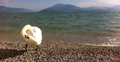 Close-up of swan in lake against sky