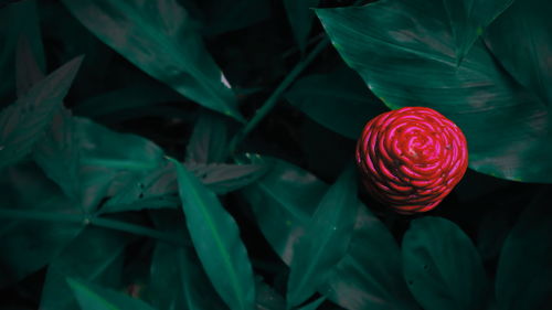 High angle view of red rose on leaf