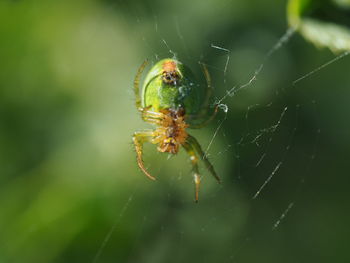 Close-up of spider on web