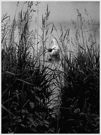 Bird perching on grass