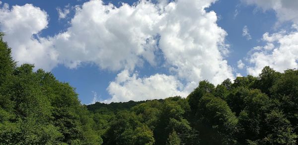 Low angle view of trees against sky