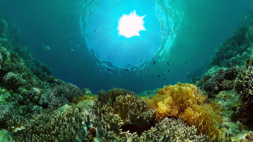 Close-up of fish swimming in sea