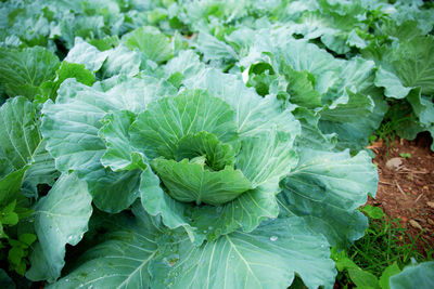 Full frame shot of green leaves