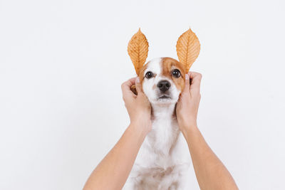 Low section of person holding small dog against white background