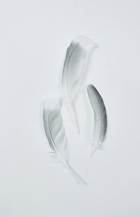 High angle view of feather against white background
