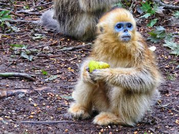 Close-up of monkey sitting outdoors