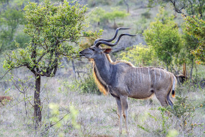 Greater kudu standing on field