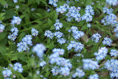 High angle view of purple flowering plants