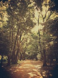 Trees in forest