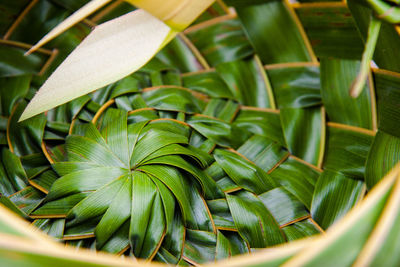 Close-up of green leaves