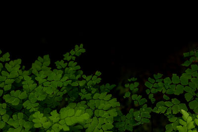 Low angle view of leaves at night