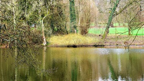 Scenic view of lake in forest