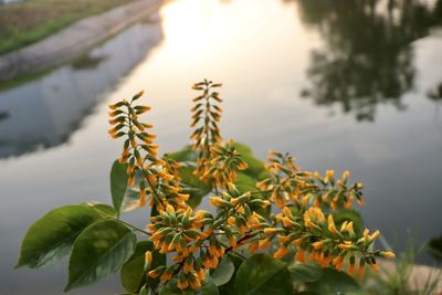 Close-up of plant against sky during sunset