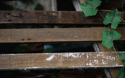 Close-up of leaves on wooden bench