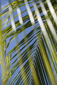 Full frame shot of palm tree