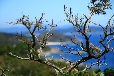 Low angle view of plants against sky