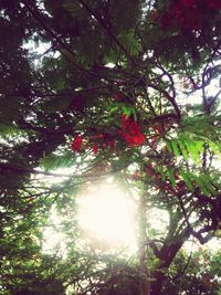 Low angle view of hanging tree