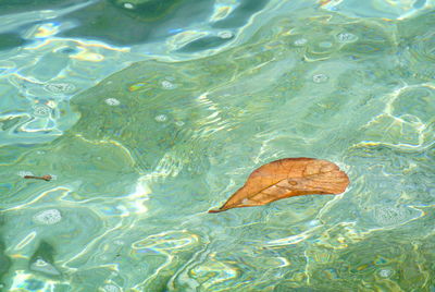 Leaves floating in the clear water sea.