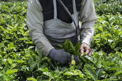 Midsection of farmer picking fresh tea leaves on farm