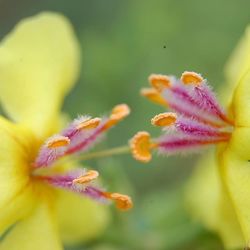 Close-up of yellow flower