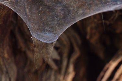 Close up of leaf