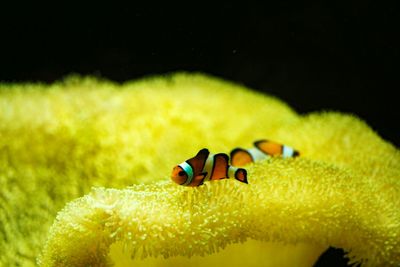 Fascinating creatures clown fish are