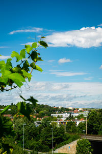 Plants and trees against buildings in city