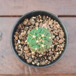 High angle view of succulent plant in pot