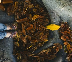 Low section of person standing on dry leaves