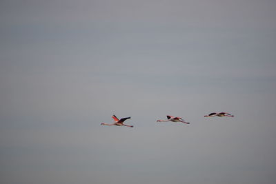 Low angle view of birds flying in the sky