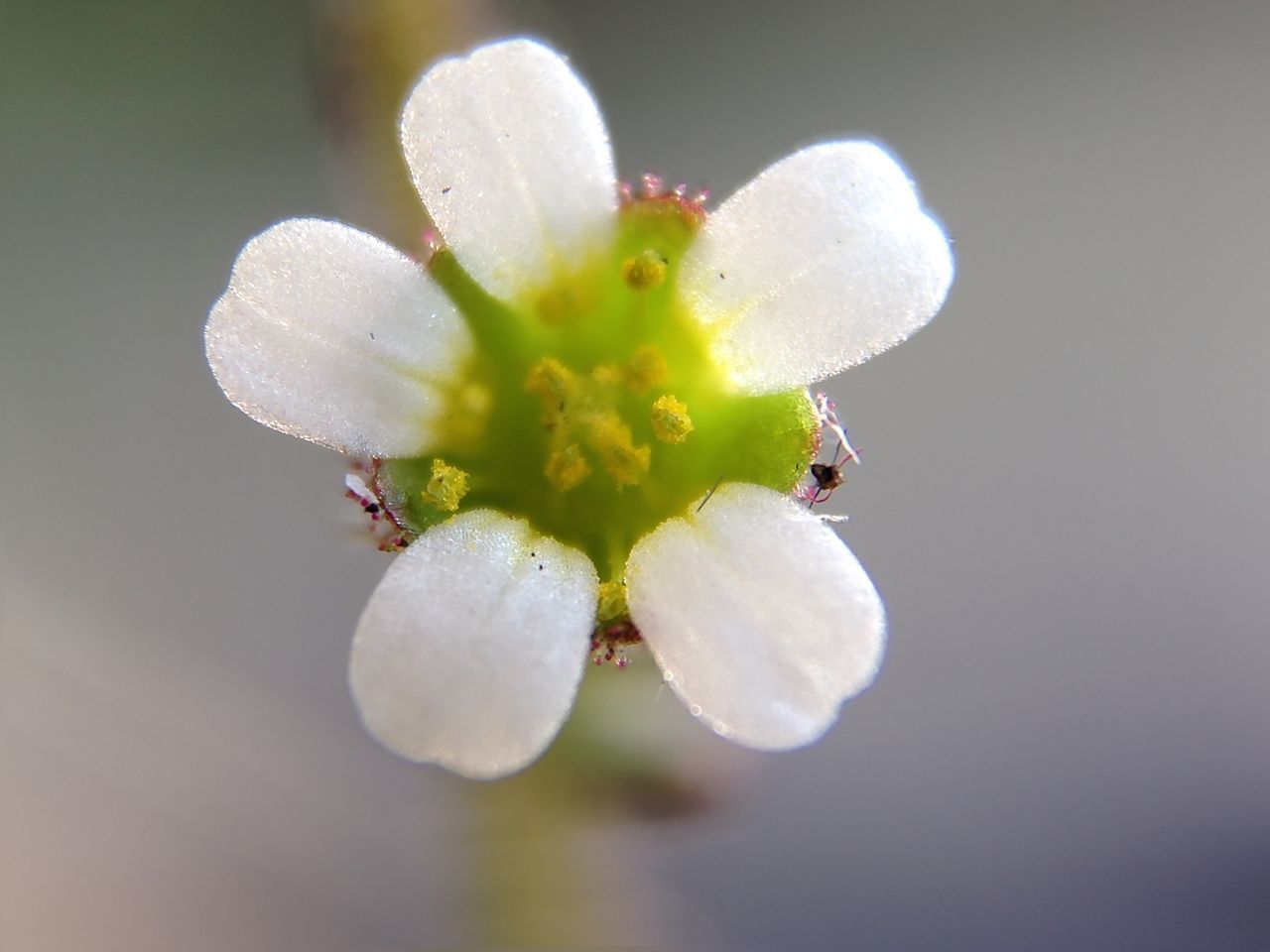 flower, fragility, petal, freshness, white color, close-up, flower head, beauty in nature, focus on foreground, nature, growth, drop, water, season, pollen, plant, wet, blooming, selective focus, in bloom