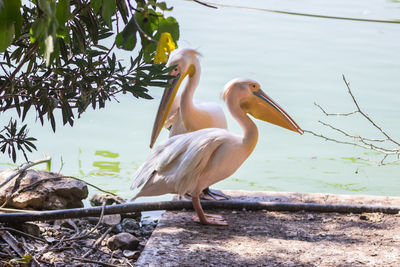 Pelicans by lake