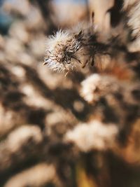 Close-up of wilted flower