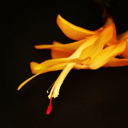 Close-up of yellow rose flower against black background