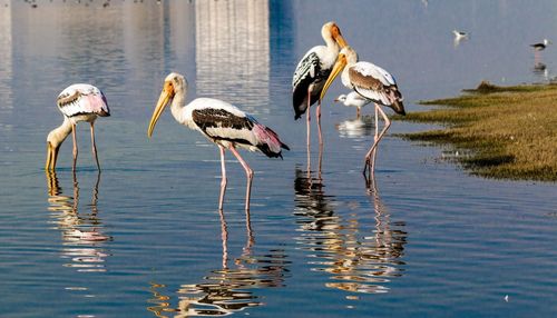 Flock of birds in lake