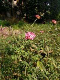 Close-up of pink flowers blooming outdoors