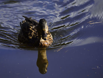 Close-up of duck swimming in lake