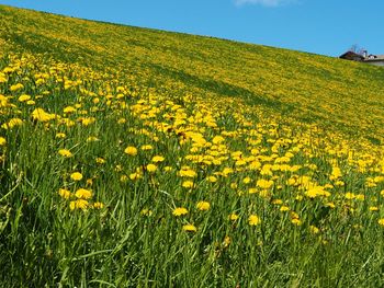 Yellow flowers growing in field