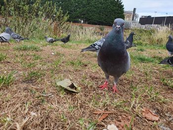 Pigeon on field