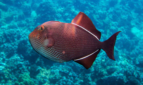 Fish swimming in sea