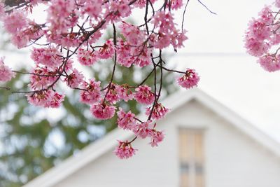 Low angle view of pink cherry blossom against house gable 