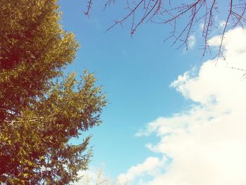 Low angle view of trees against blue sky