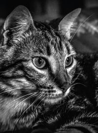 Close-up portrait of a cat