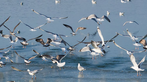 Flock of birds flying over sea