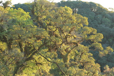 High angle view of plants and trees in forest