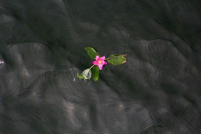 Close-up of pink flowers