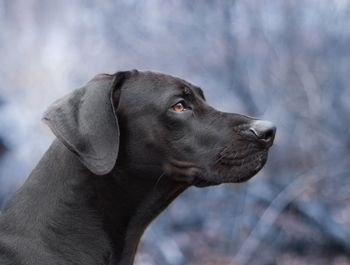 Close-up of dog during winter